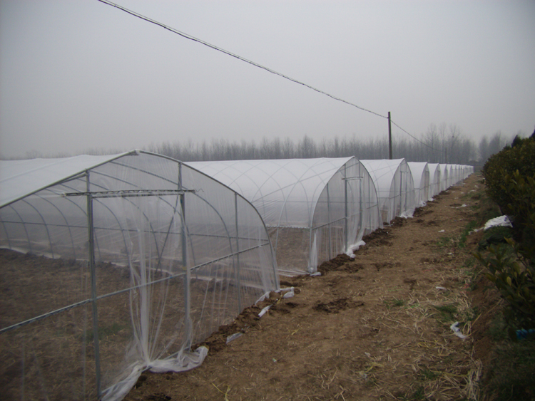 肥東梁園 天信農業蔬菜大棚